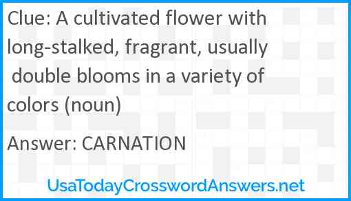 A cultivated flower with long-stalked, fragrant, usually double blooms in a variety of colors (noun) Answer