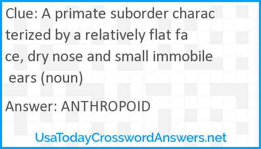 A primate suborder characterized by a relatively flat face, dry nose and small immobile ears (noun) Answer