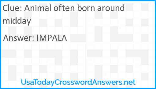 Animal often born around midday Answer