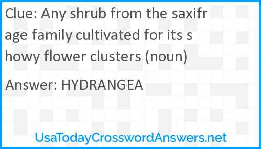 Any shrub from the saxifrage family cultivated for its showy flower clusters (noun) Answer