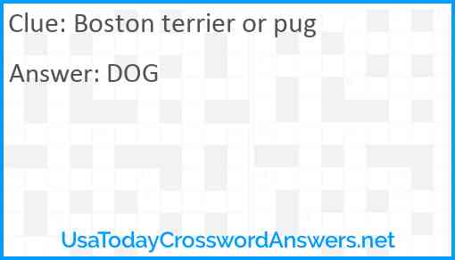 Boston terrier or pug Answer