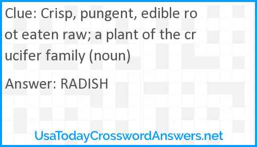 Crisp, pungent, edible root eaten raw; a plant of the crucifer family (noun) Answer