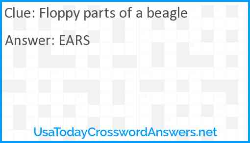Floppy parts of a beagle Answer