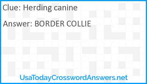 Herding canine Answer