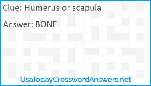 Humerus or scapula Answer