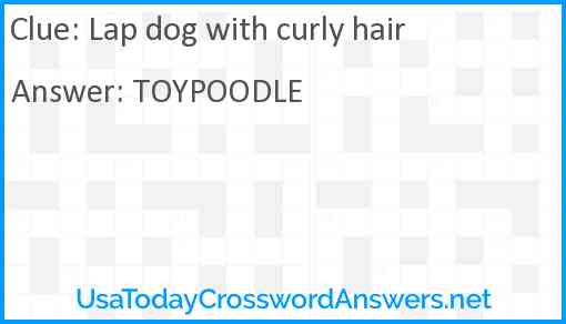 Lap dog with curly hair Answer