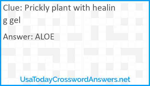 Prickly plant with healing gel Answer